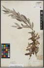 Foto von Salix alba subsp. micans (Andersson) Rech. f.